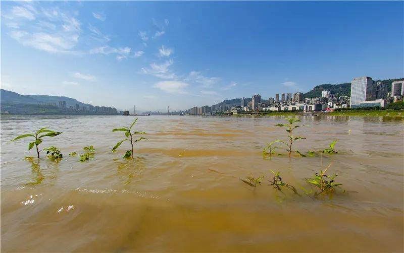 今年最大洪水过境万州附大量图片