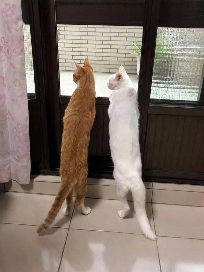 两只猫一直趴在窗口看,主人好奇凑近一看,原来是有访客!