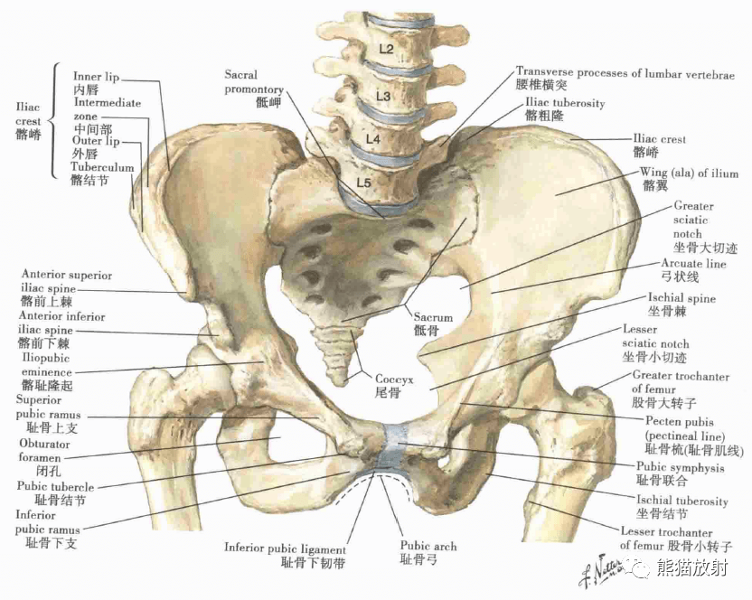 男生骨盆位置图片