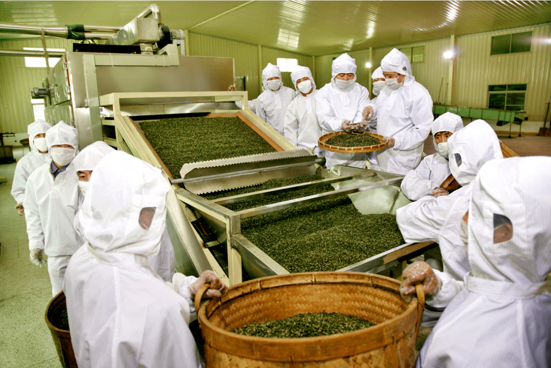 在80多公里外的春伦茶厂加工车间里,一系列生产工作正有序开展.