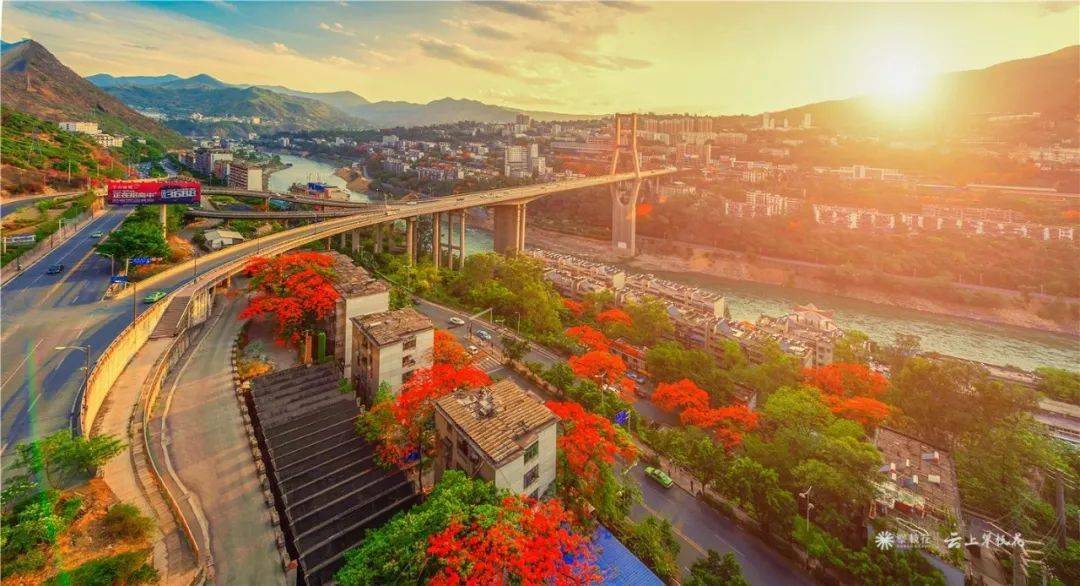 攀枝花芒果基地联系电话