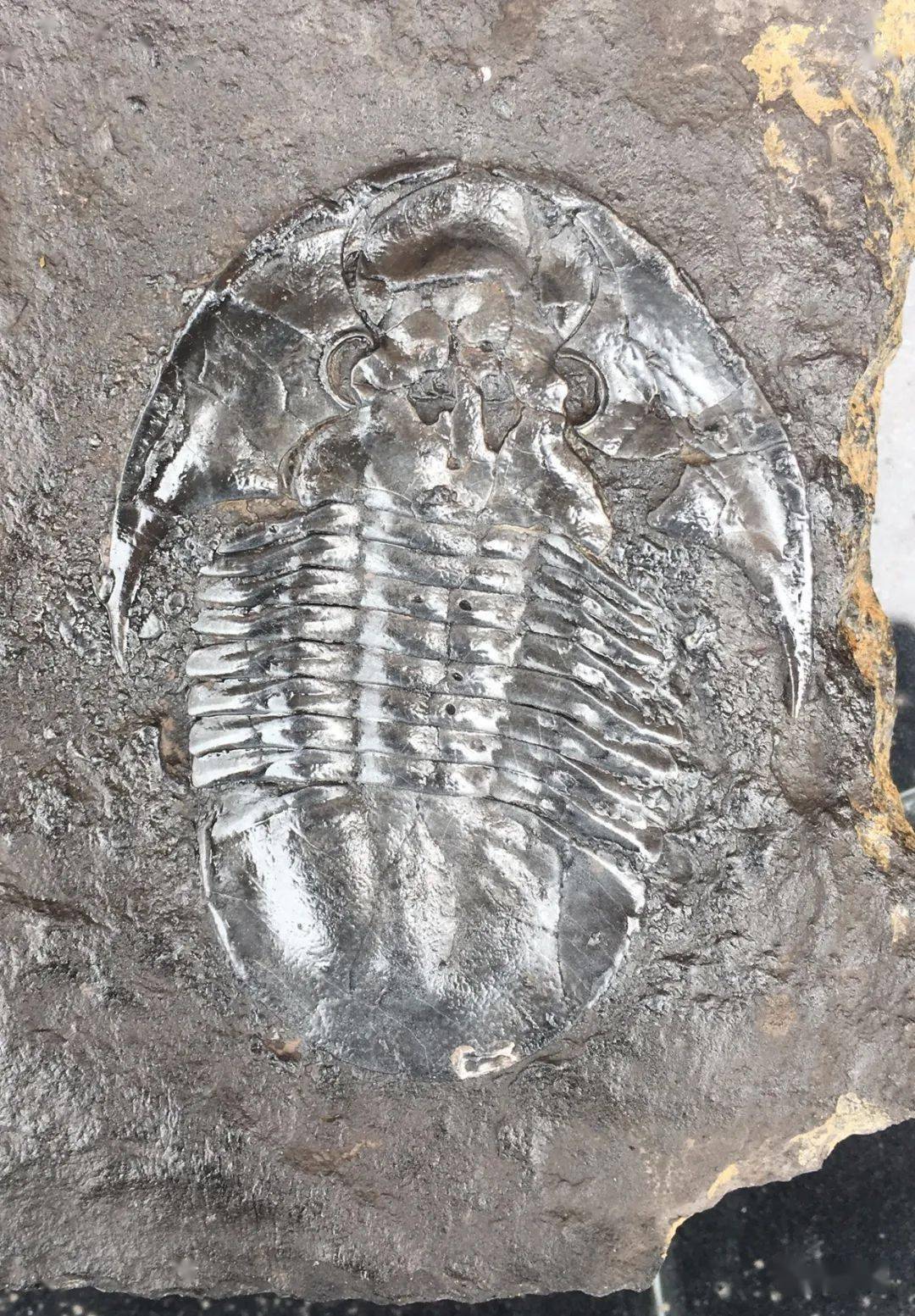 stamlee | 与石头对话_三叶虫