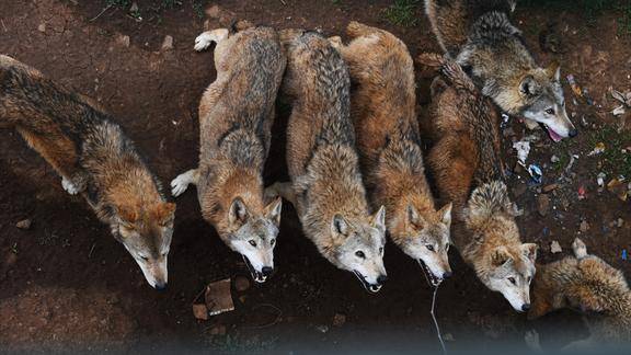 游客动物园里扔食物一群狼张嘴守候目露凶光