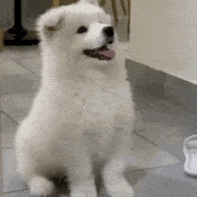白色狗狗表情包gif图片