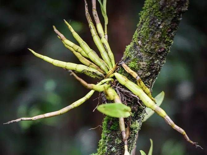 知道风物丨普洱 恩赐之地
