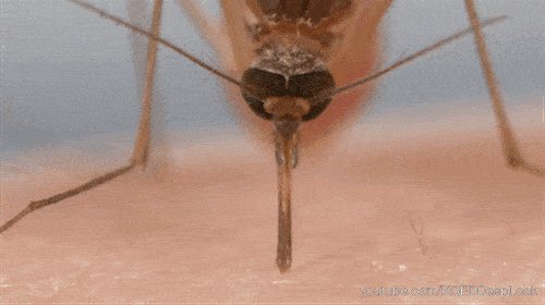 蚊子飞行动图图片