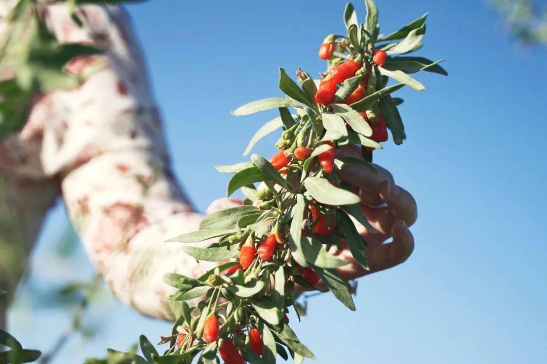 大漠中的枸杞鲜果茶独一无二你一定没喝过