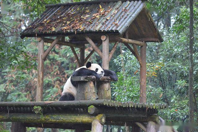 2014年在雅安碧峰峡大熊猫基地拍到的大熊猫