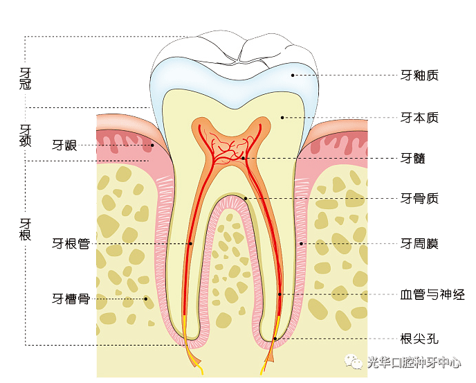 就是通过清除根管内的坏死物质,进行适当的消毒,充