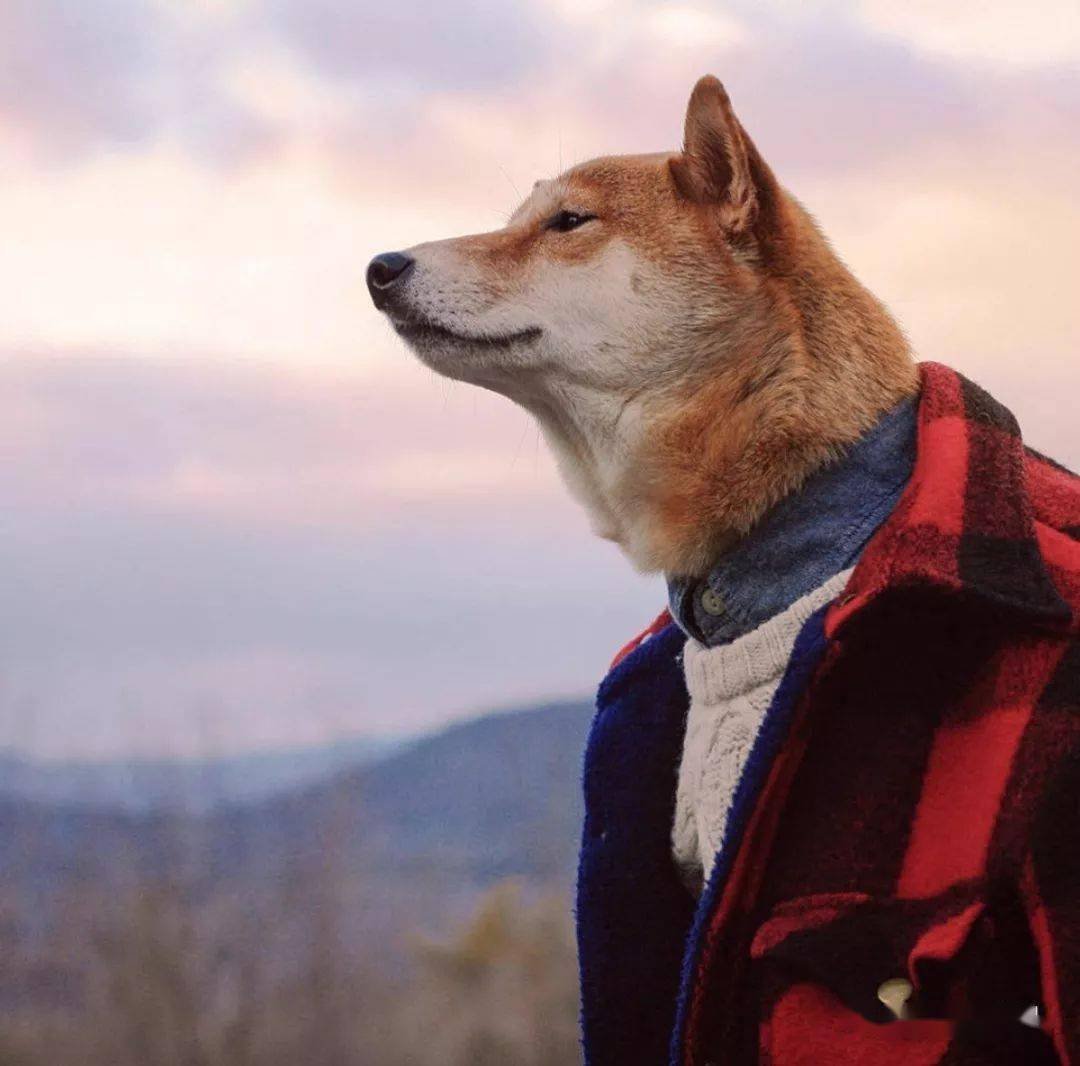 居然被一只狗帅到了这个被称为男装狗的柴犬各种穿衣风格都能完美驾驭