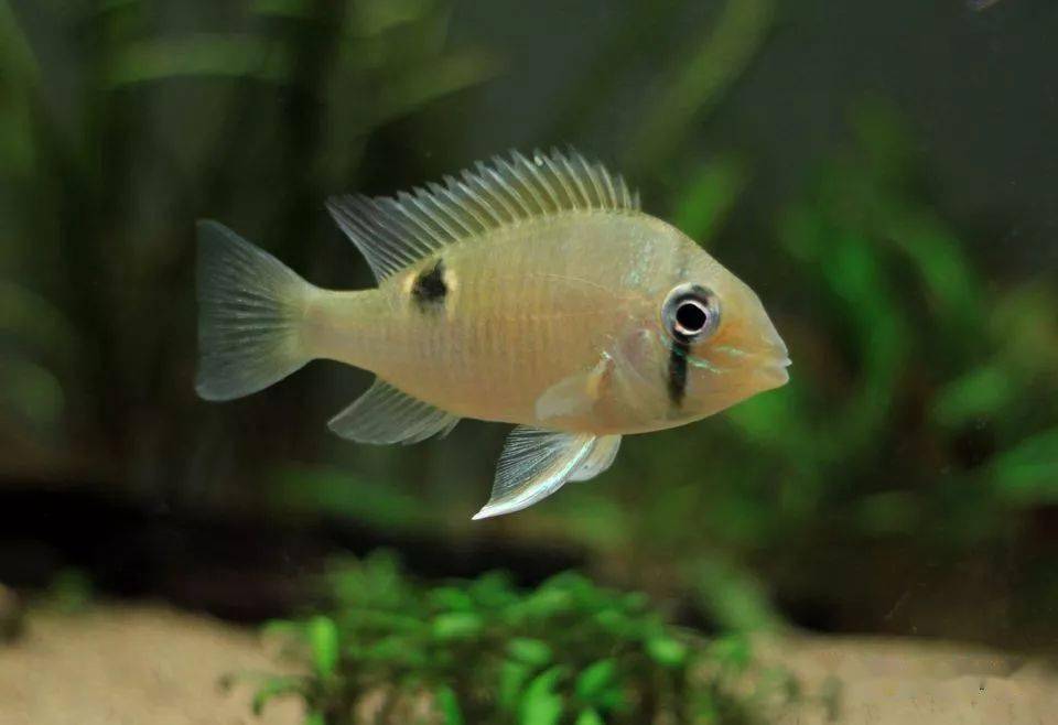 每天认识一种南美鱼30黄腹月亮宝石