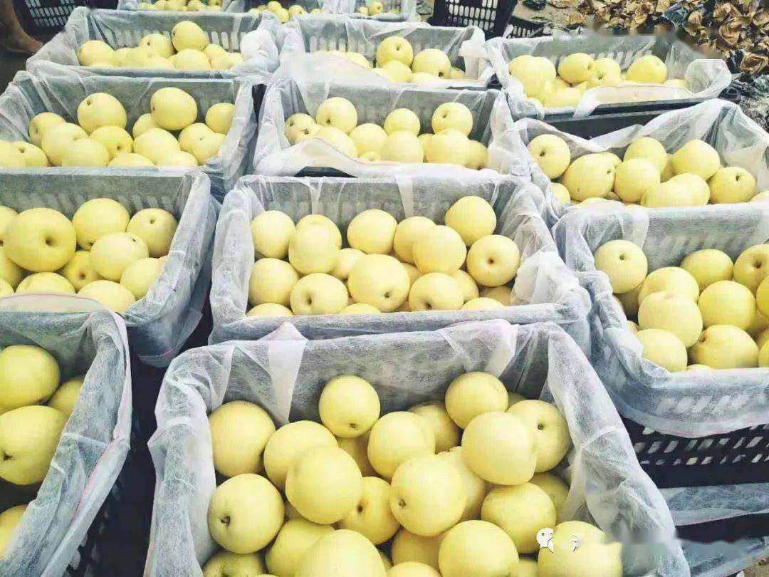 2日各地梨区收购价格收集;不过手收货方式抢眼!