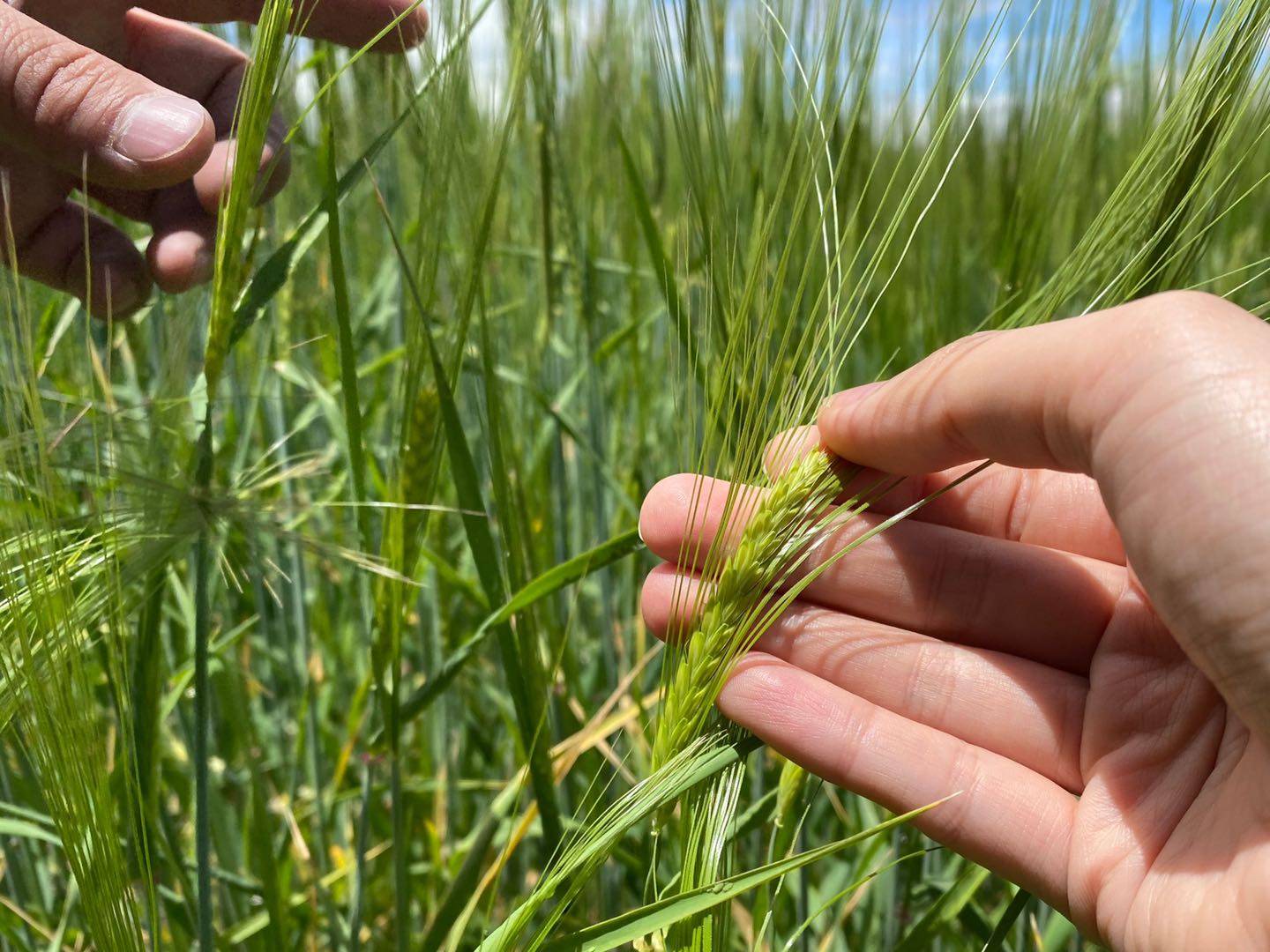 日喀则市江孜县索盖村青稞种植基地中的二棱青稞种植区.邹臻杰/摄