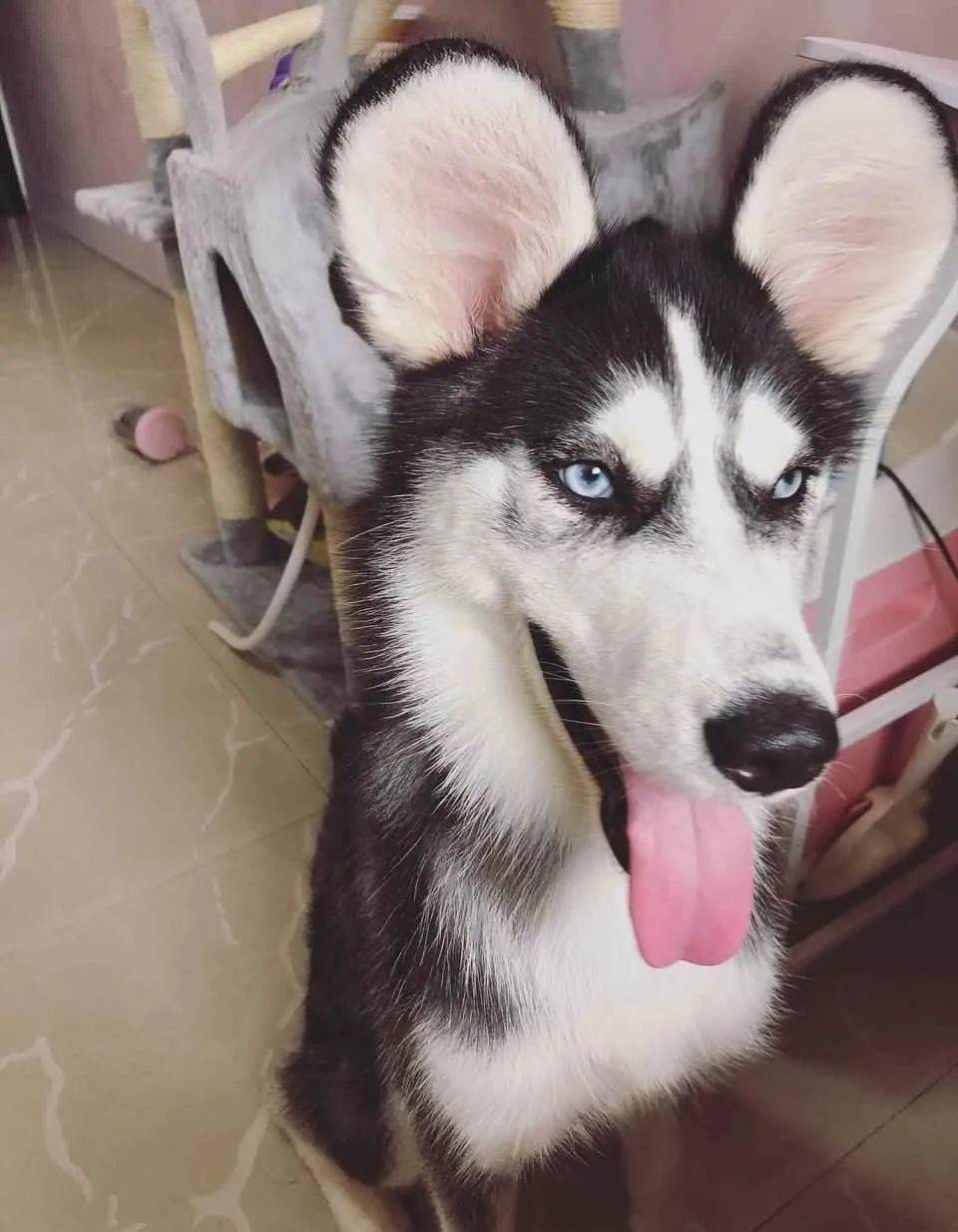 网友求助:大家帮我看看,这二哈的耳朵长成这样,还有救吗?