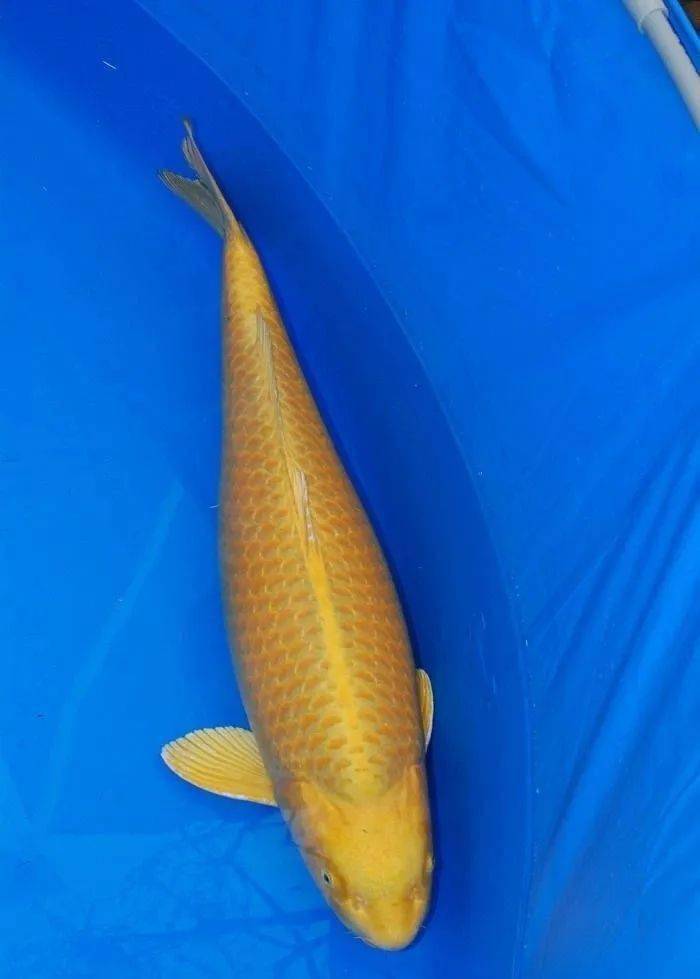 金丝鲤鱼高森图片