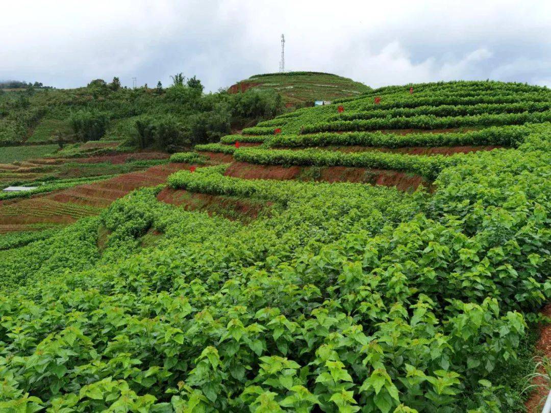 勐约乡营盘村发展蚕桑产业助推精准扶贫