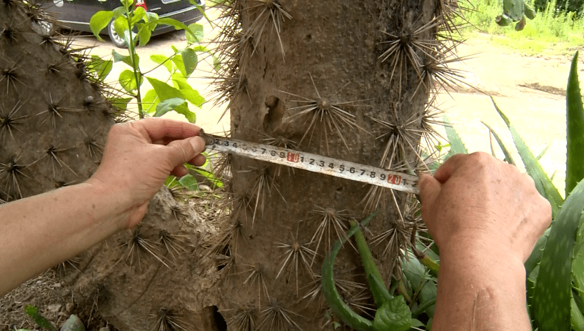 刺比一層樓還要高有3米多高的樹幹這株身材魁梧的巨型仙人掌在太平鎮