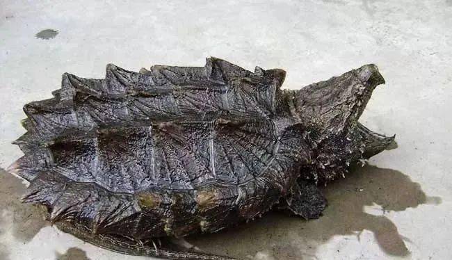 鳄龟,龟如其名,是很凶猛的一种龟,在野外能主动捕食游近的青蛙,鱼等