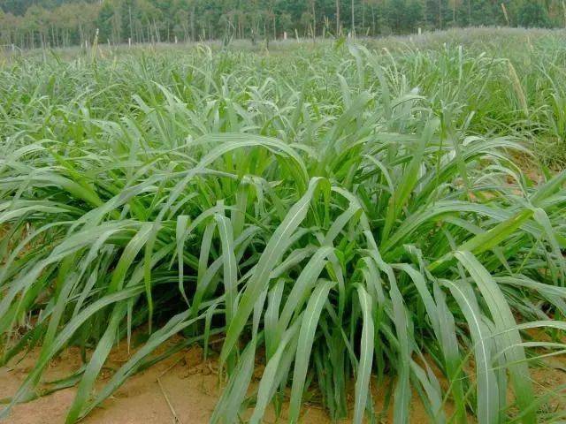 鹅主要吃草生长快耐粗饲种草养鹅技术需要注意以下几点