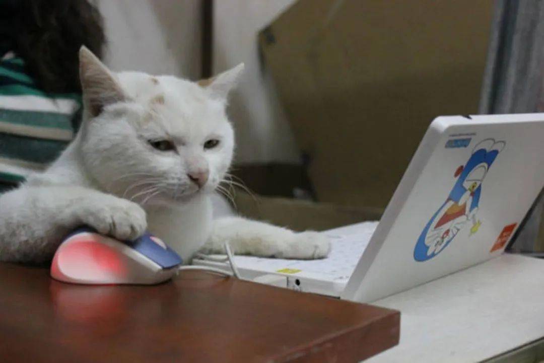 平日里懒散高冷的喵星人,背地里为整个家操碎了心