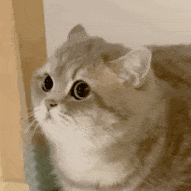 276_276gif 动态图 动图