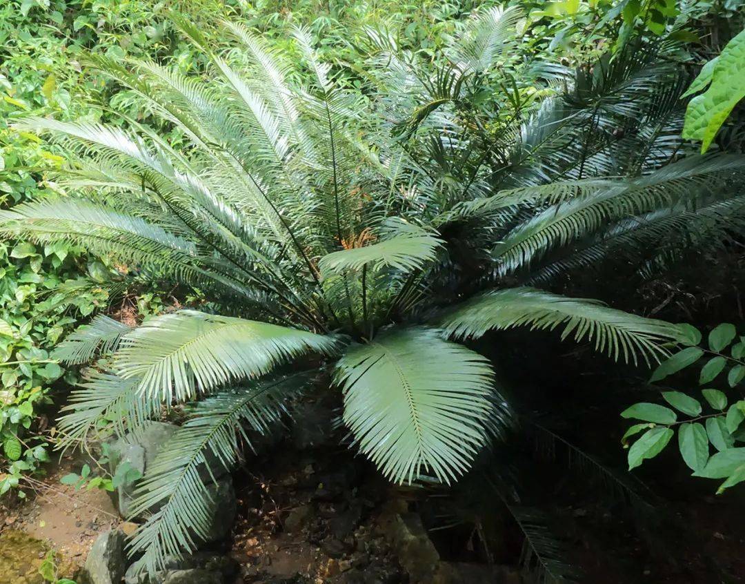 簕杜鹃( bougainvillea glabra )