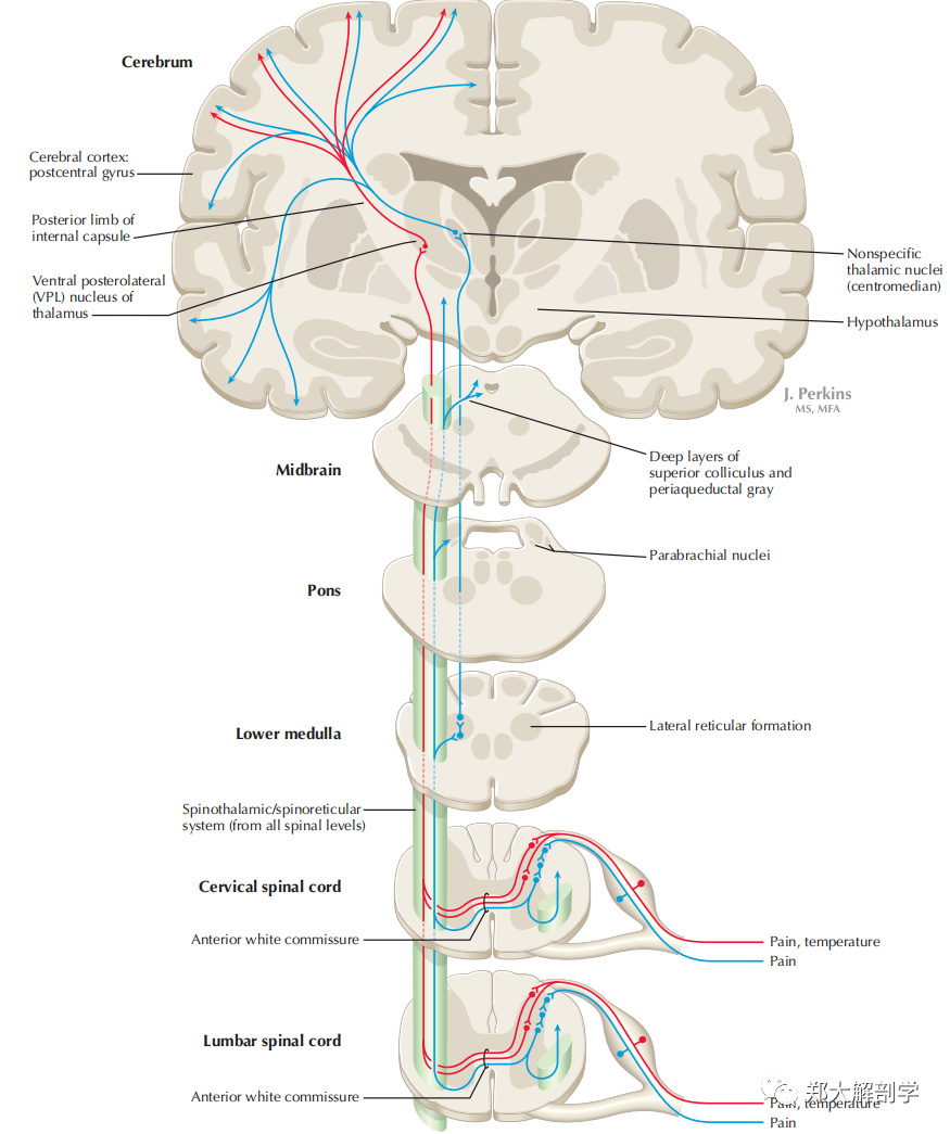 【每日一讲】第252期 疼痛传入通路和调制