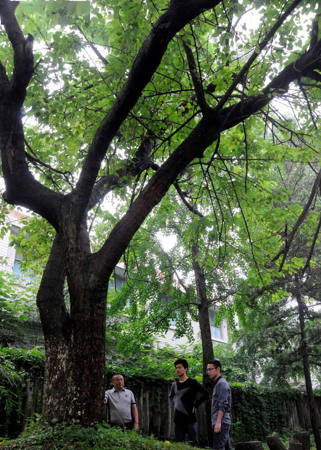 快来看看南充市树市花候选名单出炉