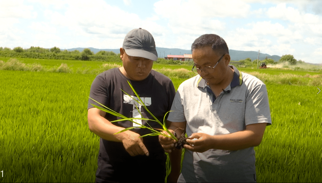 虎林市农民程友东说:"我今年种这个旱直播啊,前期低温寡照多雨,没想到