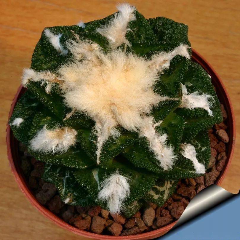 仙人掌园艺的传奇仙人掌科岩牡丹属