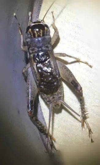 2016我的功虫记录之平色平相大将军