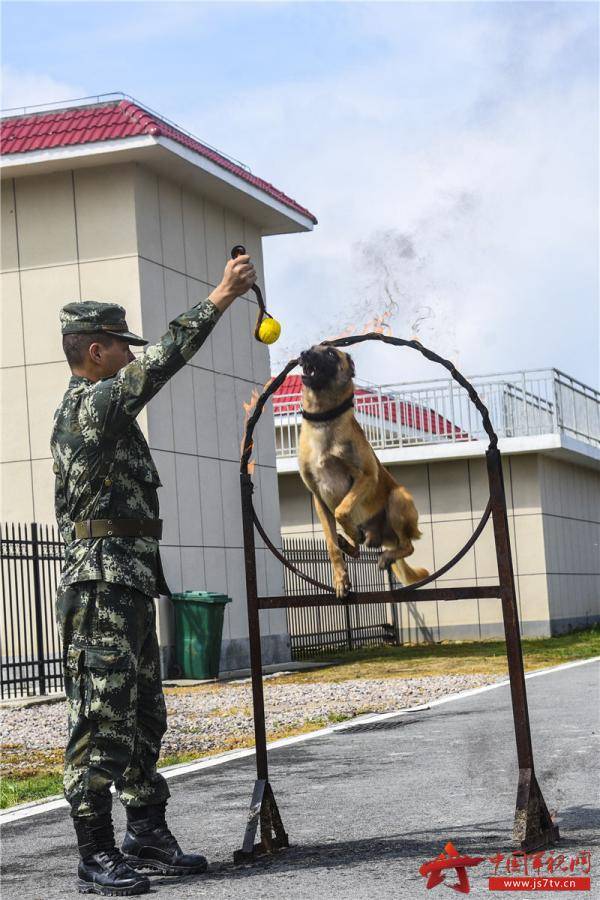 练就神犬奇兵武警福建总队机动支队组织警犬专业技能训练