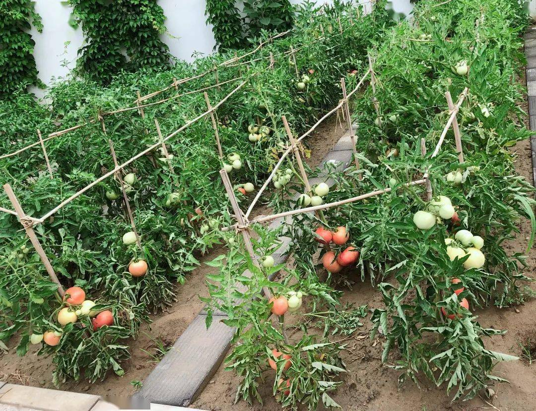 食农文化小菜园丰收啦!——欢迎小朋友们走进精诚实验幼儿园南磨房园