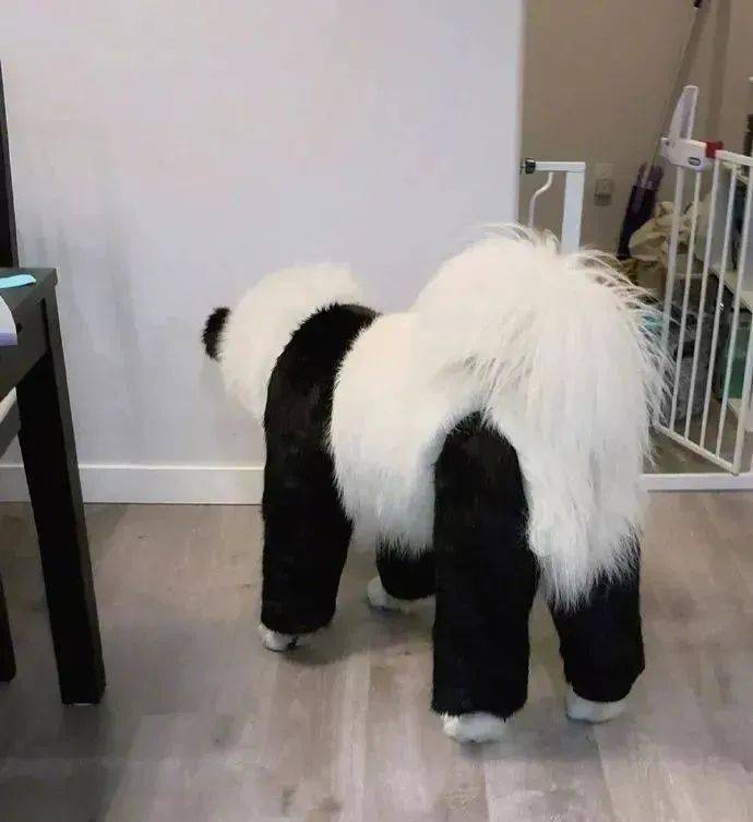 养个萨摩耶你就可以得到一只萨摩比熊猫!