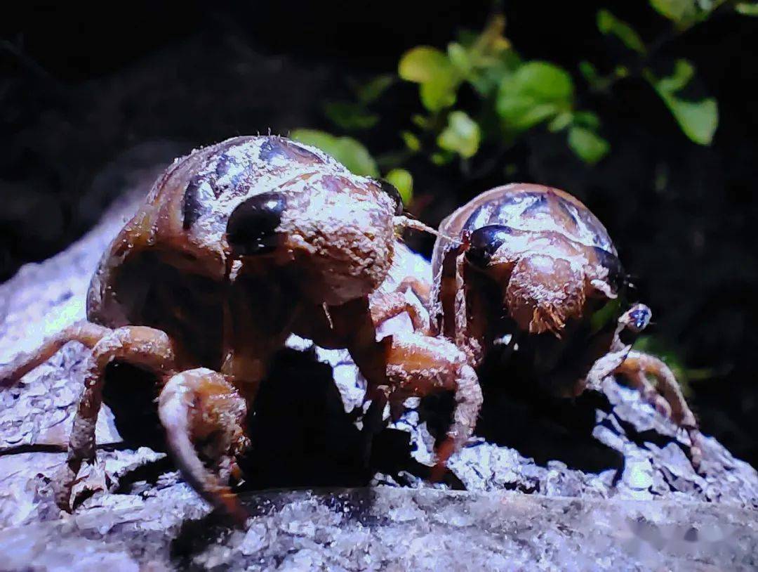 济南最大的"知了猴"养殖村,全村每晚能逮约20000只,可以吃!