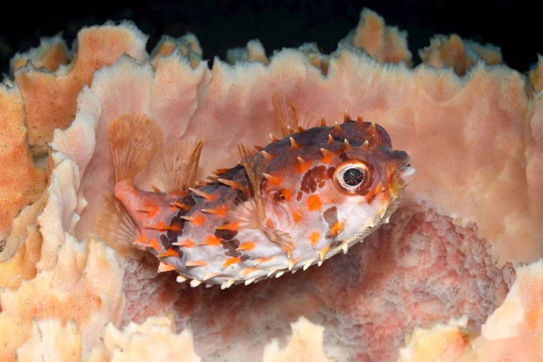 刺鲀科在中国海域有4个属:短刺鲀属,圆短刺鲀属,刺鲀属和冠刺鲀属.