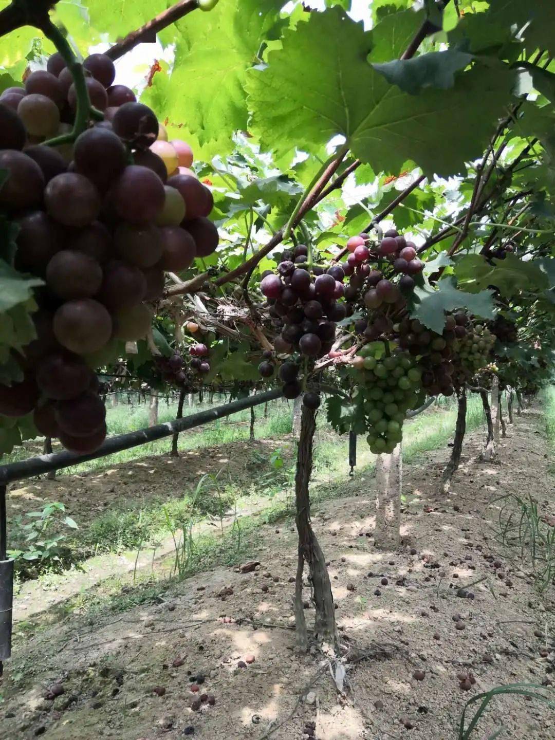 新余这里传来好消息!_葡萄