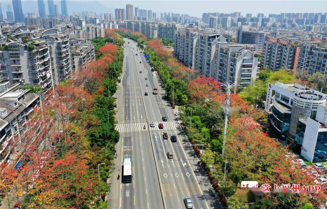 打造特色花街福州金山大道要变身大公园啦