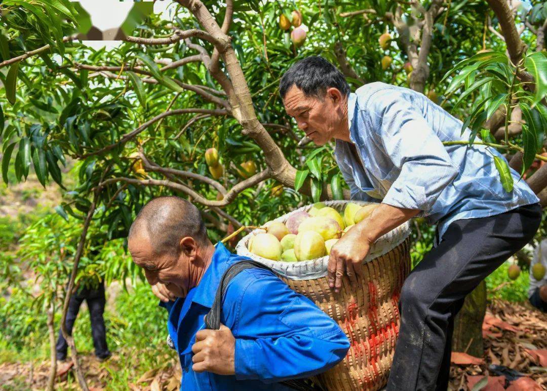 这里是攀枝花市仁和区!芒果丰收季里最美的笑脸,都在这了