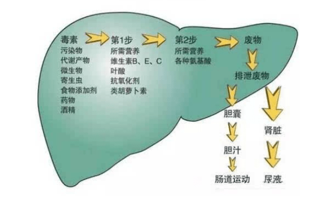 早期肝硬化的饮食_肝硬化饮食早期吃什么好_肝硬化早期饮食原则