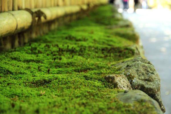 苔痕上阶绿草色入帘青