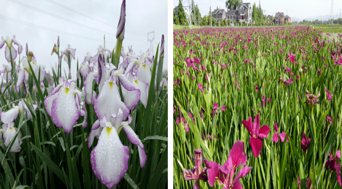会员风采人文园林鸢尾新品种扩繁栽培技术示范与推广项目顺利通过验收