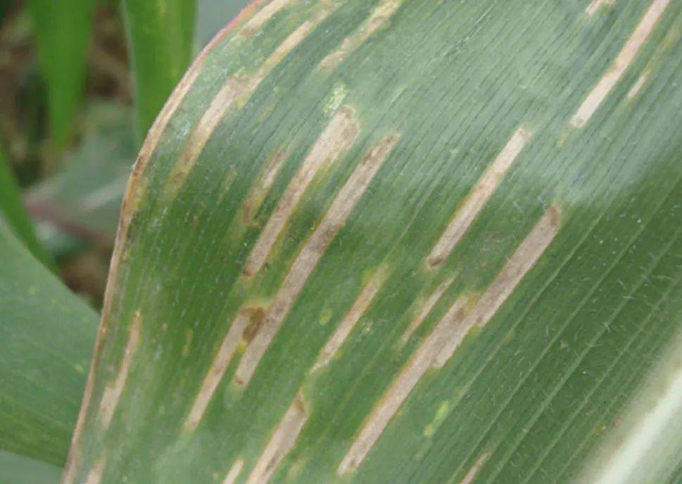 【作物病害】玉米叶部常见病害合集,高清图谱 药剂推荐