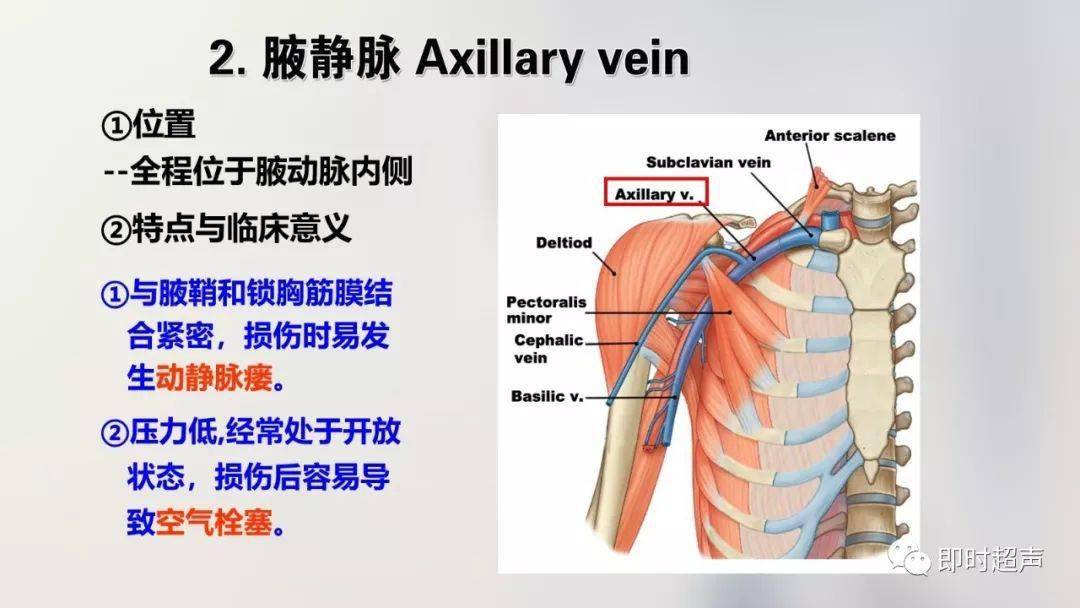 解剖骨肌丨詳細的上肢解剖圖示註解_動脈