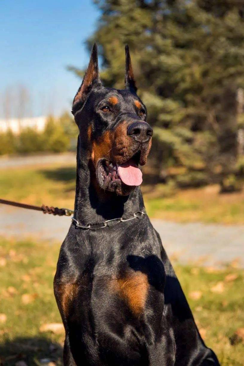 杜宾—鬼斧神工的艺术品,暴力美学最好的代名词!