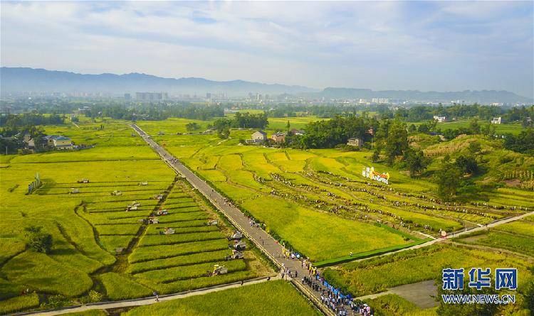 稻花香里说丰年!巴渝第一平坝秋涌千重浪