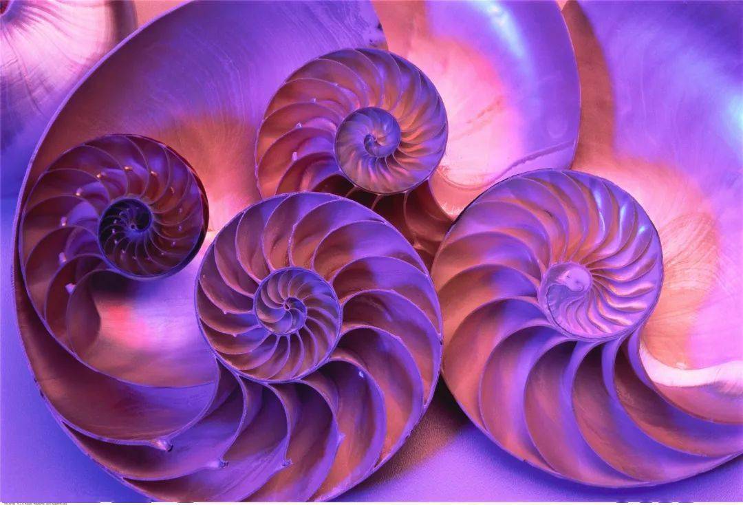 连载美丽海洋第三期活化石鹦鹉螺