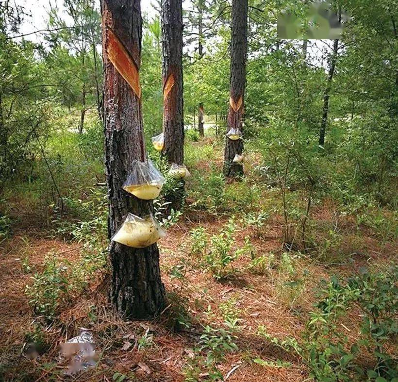 在八九十年代的农村,割松脂是乡亲们的主要经济来源.