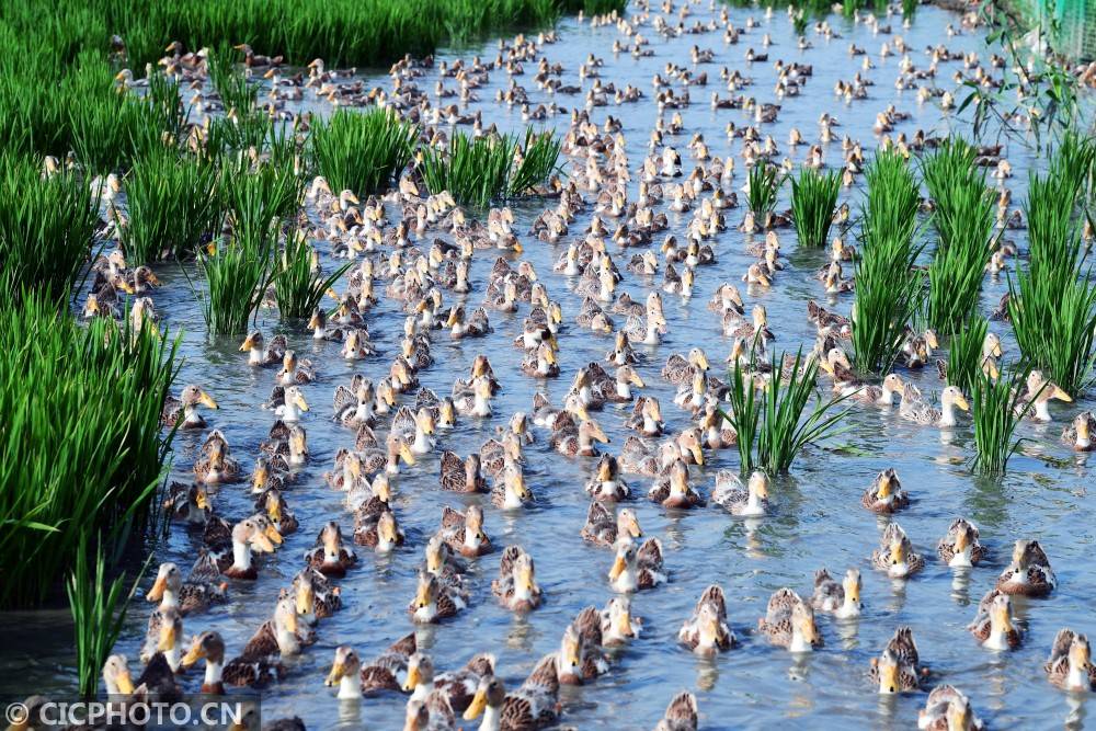 江苏太仓:"稻鸭共生"新模式 生态种养效益高