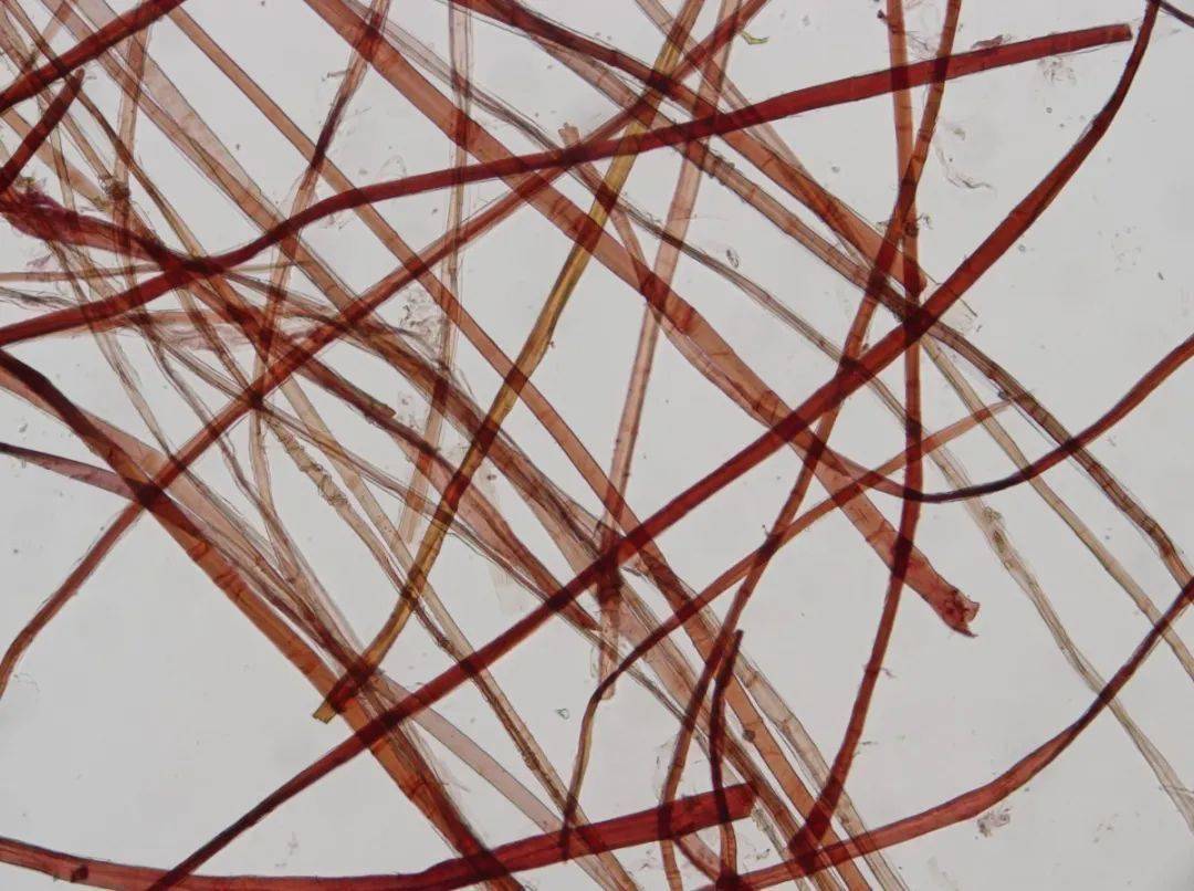 主要方向就做纯皮料的手工纸,也就是皮纸,贡斌从第一批的三桠皮开始